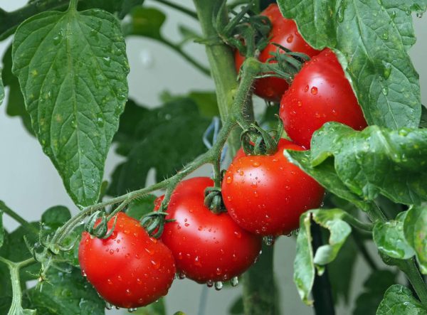 کاشت گوجه فرنگی در بهار
