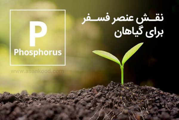 نقش عنصر فسفر برای گیاهان