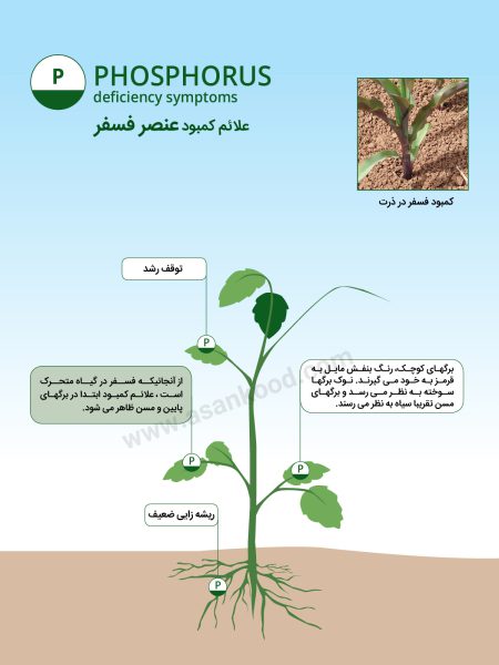 علائم کمبود عنصر فسفر